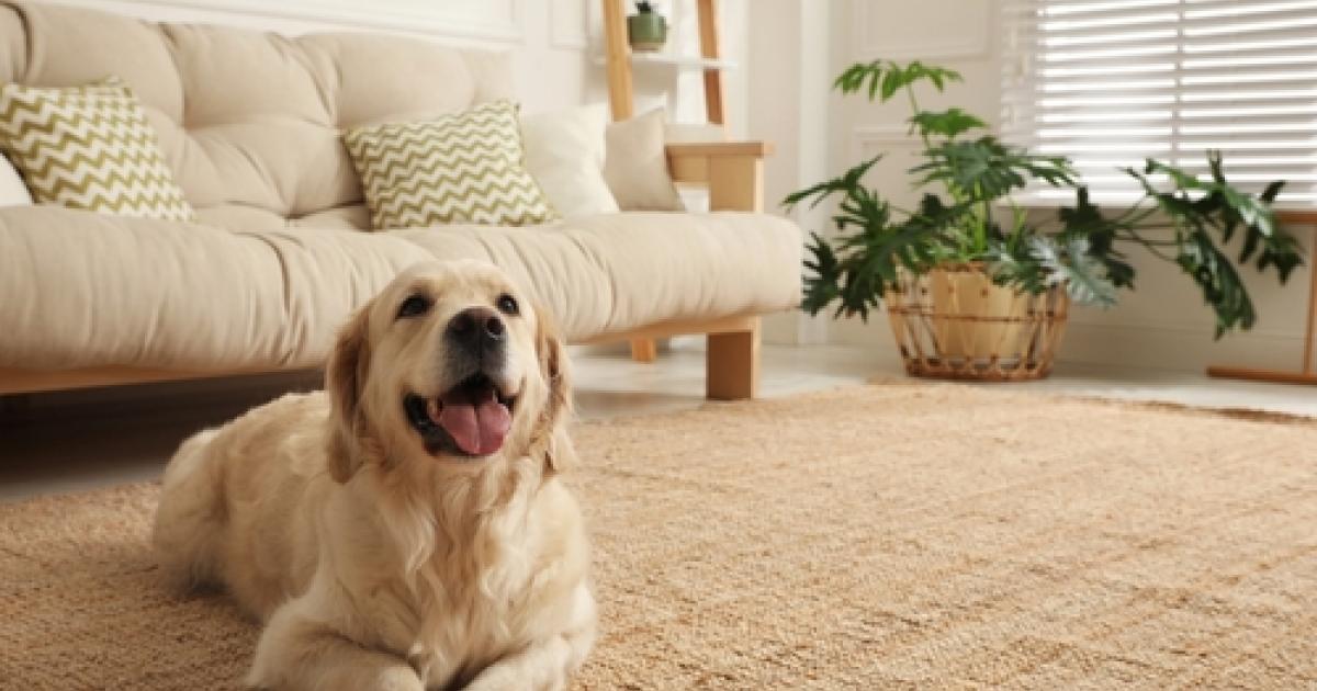 Why do rugs smell bad? | Sisal Rugs Direct