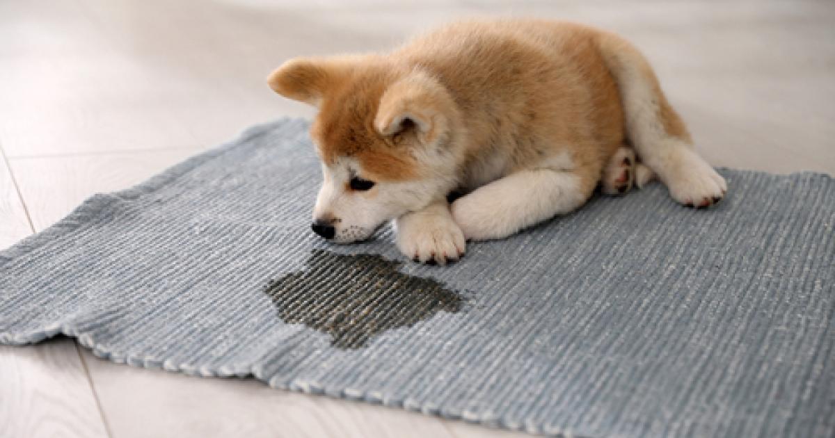 Rug Repair - When You Have a Rug Chewed by a Dog - Khazai Rug